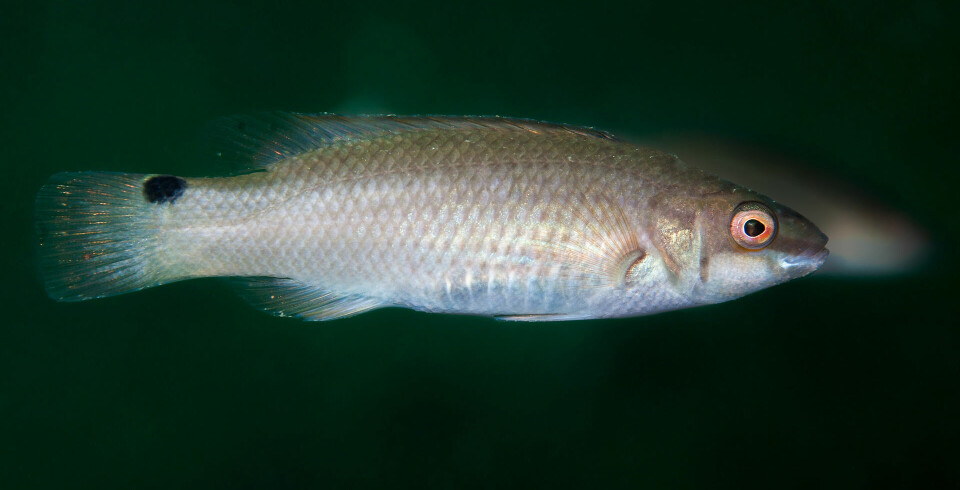 – Vi må forstå fisk som klimaregulatorar og områdebyggarar, ikkje berre som mat. Det kan gi oss betre havforvaltning som både beskyttar klimaet og sikrar berekraftig ressursbruk, seier Martin