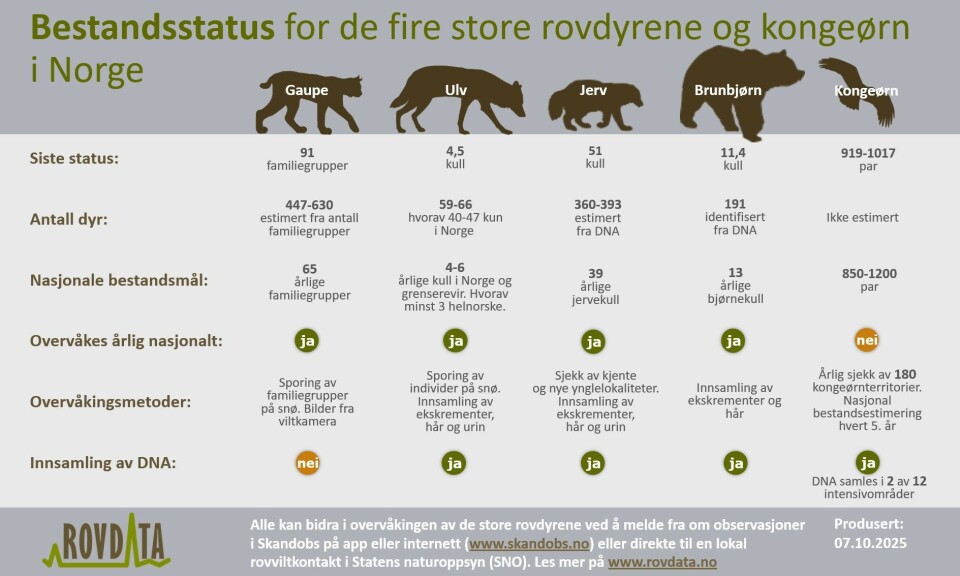 En ny rapport fra Rovdata oppsummerer resultatene fra årets hiregistreringer av jervekull i Norge.
