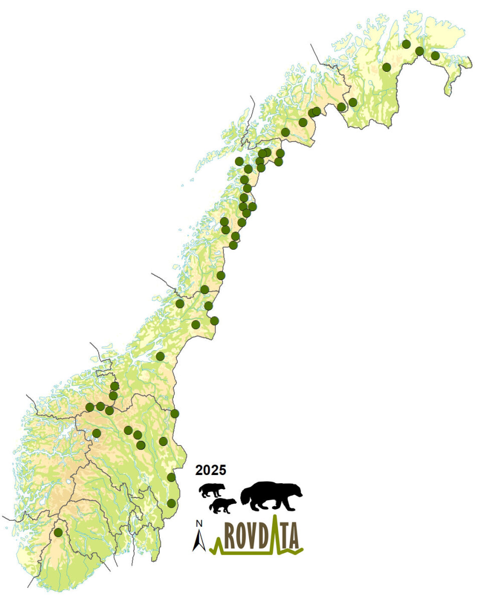 Fra DNA er den norske bestanden estimert til å bestå av 360-393 individer i 2024, og har vært omtrent uendret de fire siste årene.