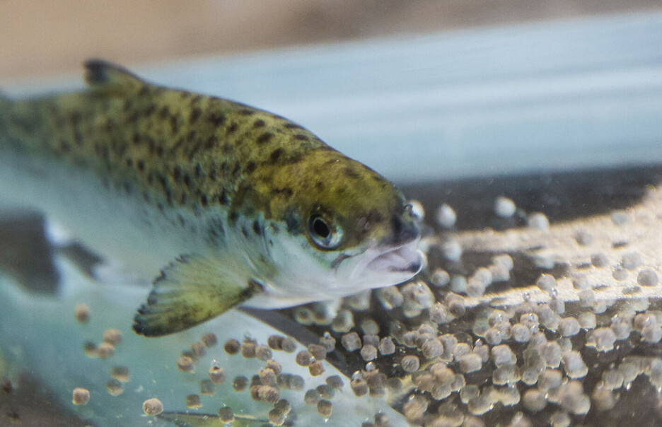 Studie: Omega-3 og sink er en superduo for laksen