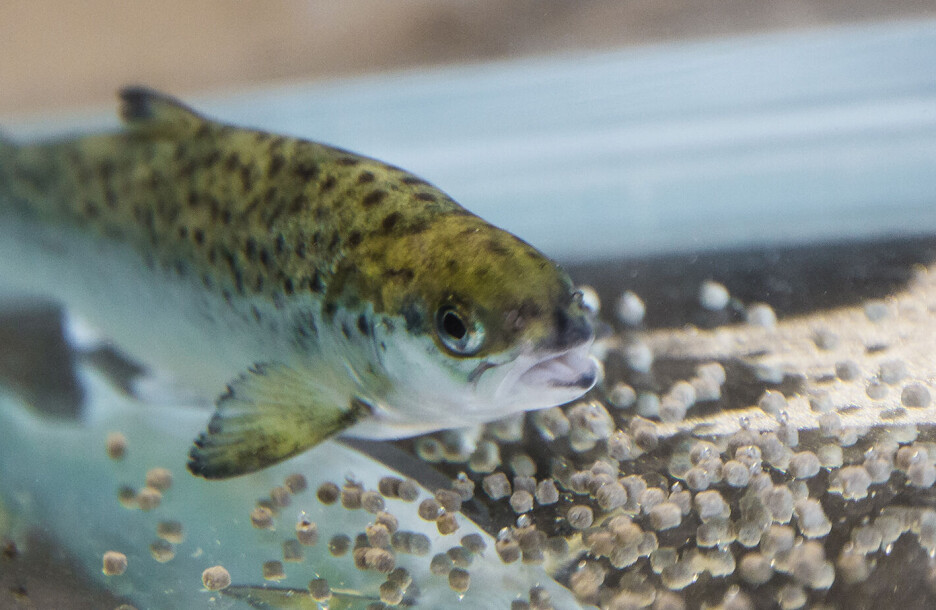 Studie: Omega-3 og sink er en superduo for laksen