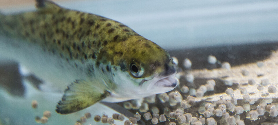 Studie: Omega-3 og sink er en superduo for laksen