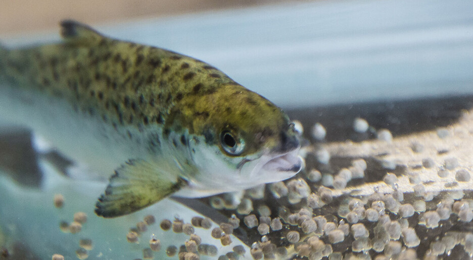 Studie: Omega-3 og sink er en superduo for laksen