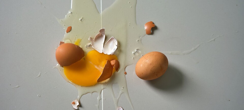 Myte knuses: Egg bør lande på siden