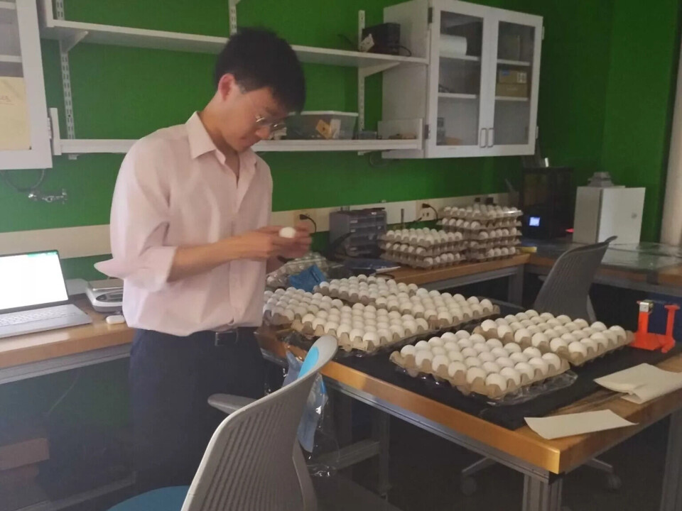 Det ble brukt over 200 store egg fra frittgående høns i forsøket. Mann med østasiatisk utseende og briller står og holder et hvitt egg. Han er iført lys rosa skjorte og mørk bukse med belte. Seks pappbrett med hvite egg står ved siden av hverandre til høyre for ham, på et bord. Lenger bak i rommet står to stabler med til sammen sju pakker hvite egg.