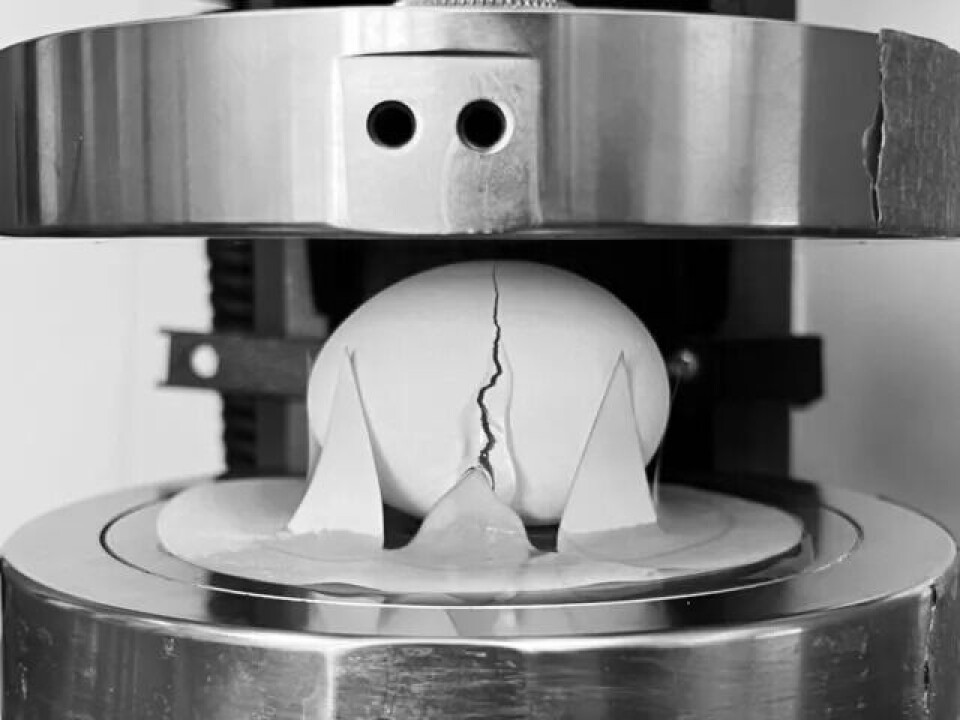 Forskerne målte hvordan eggene oppførte seg når de trykket på dem. Da fant de ut at eggene var mer elastiske på midten. Svart-hvitt-bilde der et hvitt egg ligger i en maskin av metall med trekantede spisser som klemmer på egget. Egget er knust på midten, og eggehvite renner ut.
