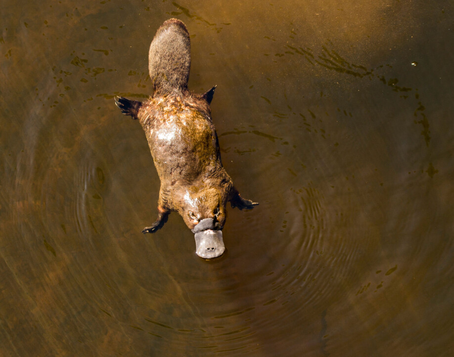 Nebbdyret: Pattedyret som ikke har patter