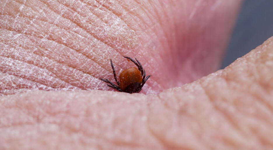 Mange bitt av flått i september, den er ennå svært aktiv
