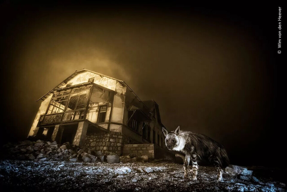 Årets hovedvinnerbilde er tatt av dyre- og landskapsfotograf Wim van der Heever, som har brukt ti år på å få det perfekte bildet av hyenen. En brun hyene står på klippegrunn foran et forfallent, forlatt hus under en dramatisk, mørkegul himmel. Himmelen rett bak huset har et gulskjær. Scenen virker uhyggelig og nesten postapokalyptisk.