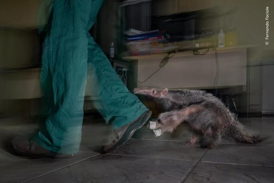 Den lille maurslukeren er foreviget av årets unge naturfotograf. En liten maursluker med teip rundt forpotene klamrer seg til beinet på en person i grønn bukse som går innendørs på et mørkt flisgulv. Scenen er lett uskarp for å understreke bevegelsen.