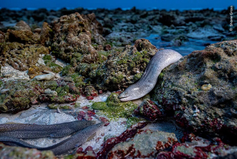 En murene i sitt naturlige miljø. En lys murene med tett av små, mørke prikker titter fram mellom grønne, brune og røde, algedekkede steiner på grunt vann.