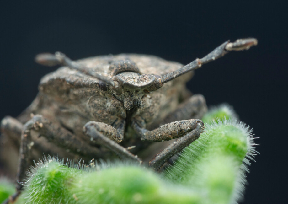 Dette stinkende insektet har et merkelig organ på bakbeina