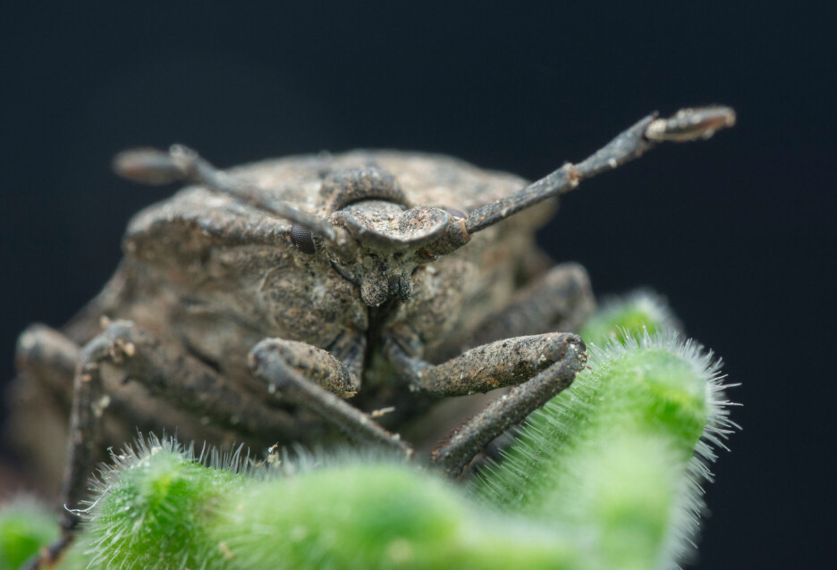 Dette stinkende insektet har et merkelig organ på bakbeina