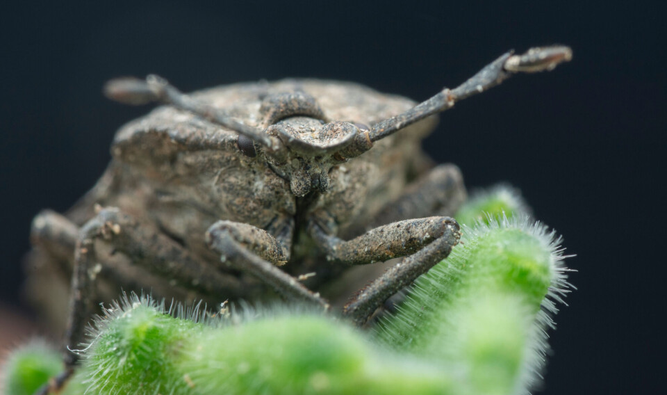 Dette stinkende insektet har et merkelig organ på bakbeina