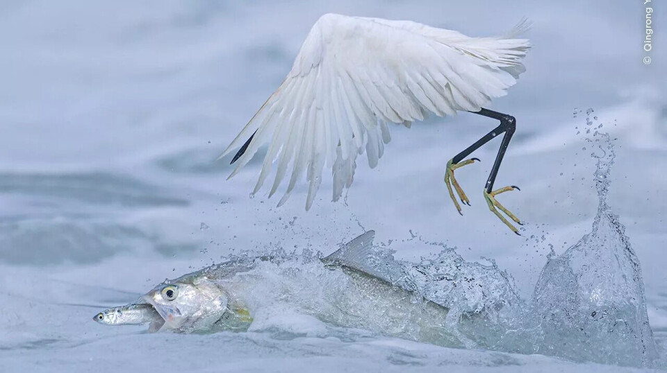 En ladyfisk snapper byttet sitt rett foran nebbet på silkehegren. En hvit fugl med gule føtter henger rett over vannet, mens en stor, sølvfarget fisk spruter rundt under med åpen munn og vanndråper som flyr omkring dem. Den har en liten, sølvfarget fisk halvveis inn i munnen.