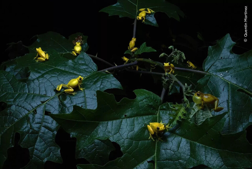 En samling gule dvergløvfrosker, Dendropsophus minutus, er i gang med paringsritualet. Flere små, lysegule frosker sitter på store, mørkegrønne blader mot en svart bakgrunn. Froskene er spredt over bladene, noe som framhever gulfargen deres.