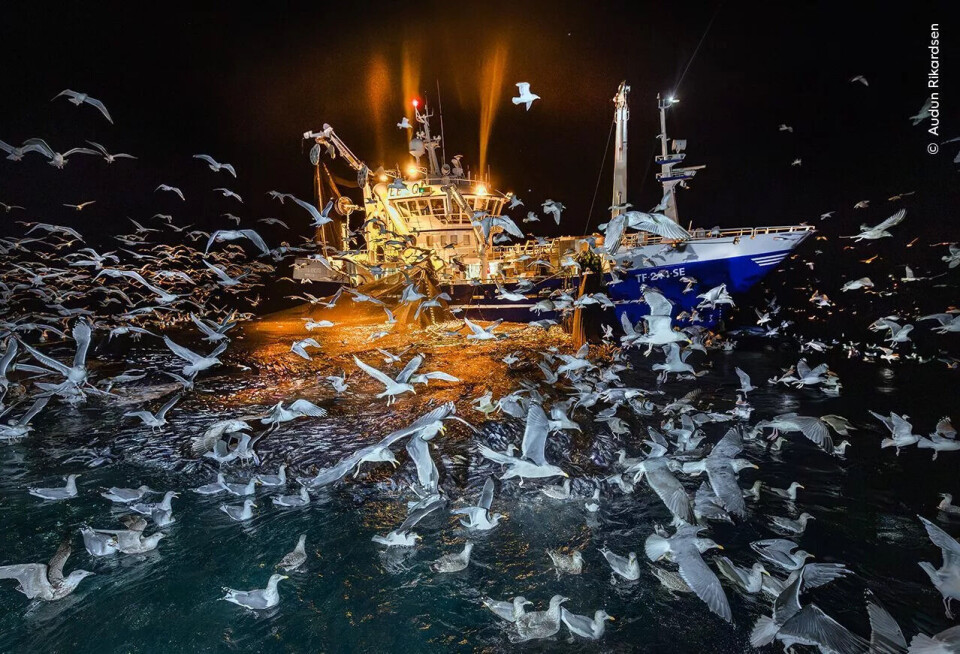 Måker prøver å snappe fisk som et atlantisk fiskefartøy har i nettet. En fiskebåt opplyst om natten er omgitt av en veldig stor flokk måker som flyr over vannet, tiltrukket av fangsten. Det sterke lyset fra båten reflekteres i det mørke havet.