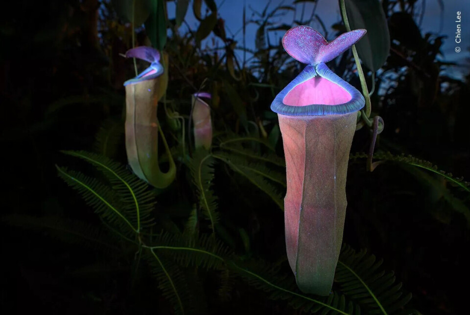 Kjøttetende planter bruker UV-lys for å lokke insekter i fellen. Tre lysende, tropiske kjøttetende planter som er skarpt rosa og lilla øverst, står blant mørke bregner og løv om natten, dramatisk opplyst mot en mørk bakgrunn.