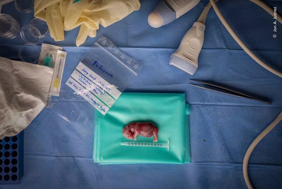 Den første vellykkede overføringen av et neshorn-foster til en surrogatmor. Et bitte lite, mørkerosa foster ligger på en grønn matte, omgitt av medisinske instrumenter, hansker, ultralydsonde, pinsett og en merket plastpose – alt lagt ut på et blått kirurgisk underlag.