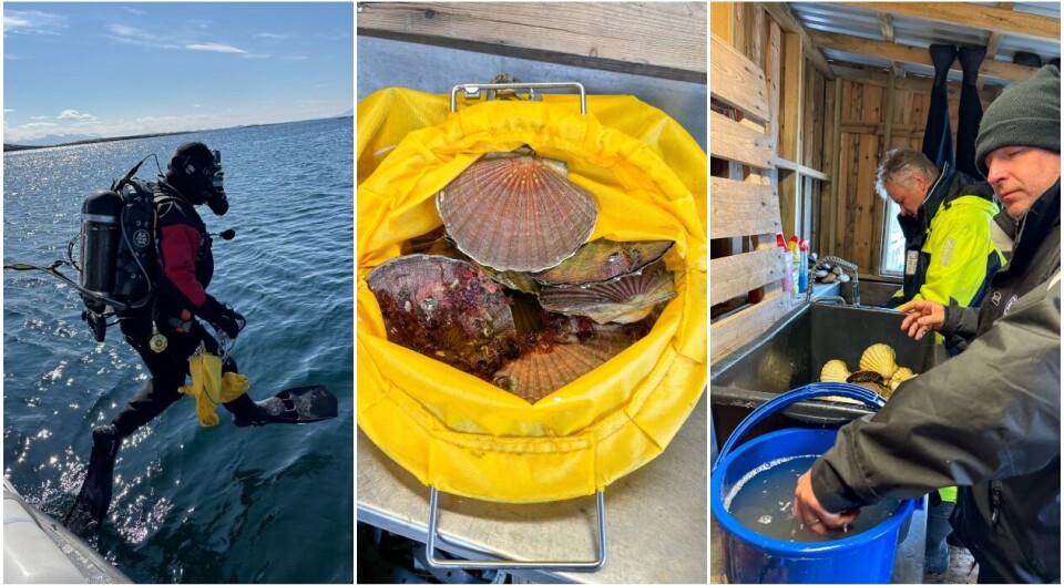 Ein vitskapeleg dykkar skildrar levested og tel kamskjel langs ei definert linje under vatn, og ved innsamling av biologiske prøver.