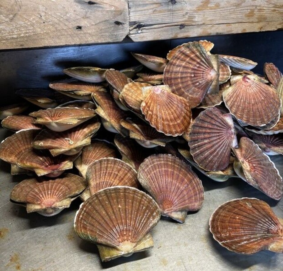 For å finne alder på stort kamskjel, les ein av dei årlege vekstringane. Om kamskjela vert eldre enn 8-10 år, byrjar det å verte vanskeleg – då ligg ringane så tett. Desse vert difor berre målt og registrert som eldre enn 8 år.