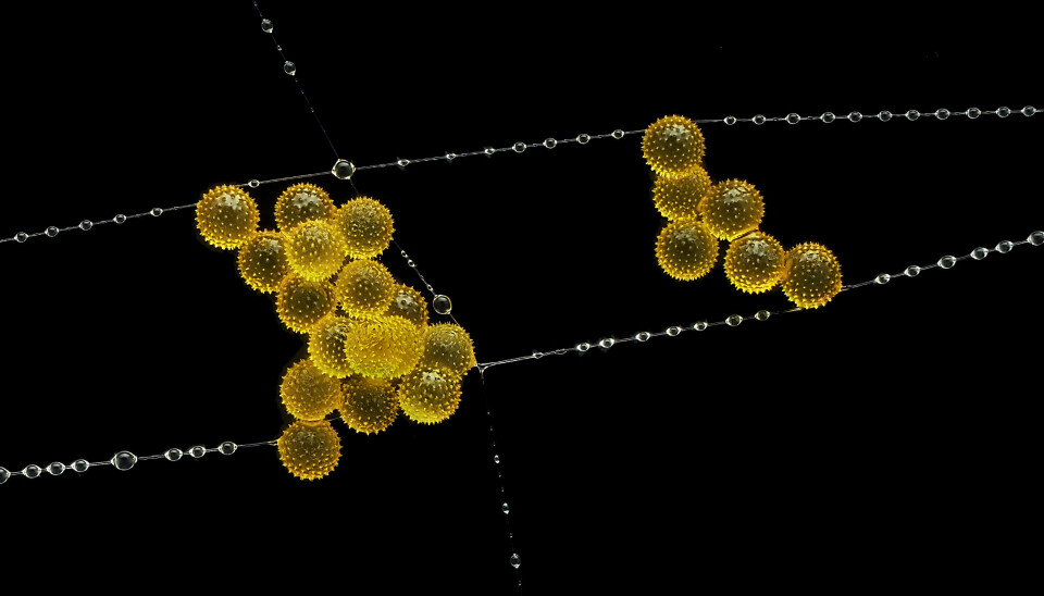 Hvem skulle trodd at pollen og spindelvev kan bli til et kunstverk verdt å ha på veggen?