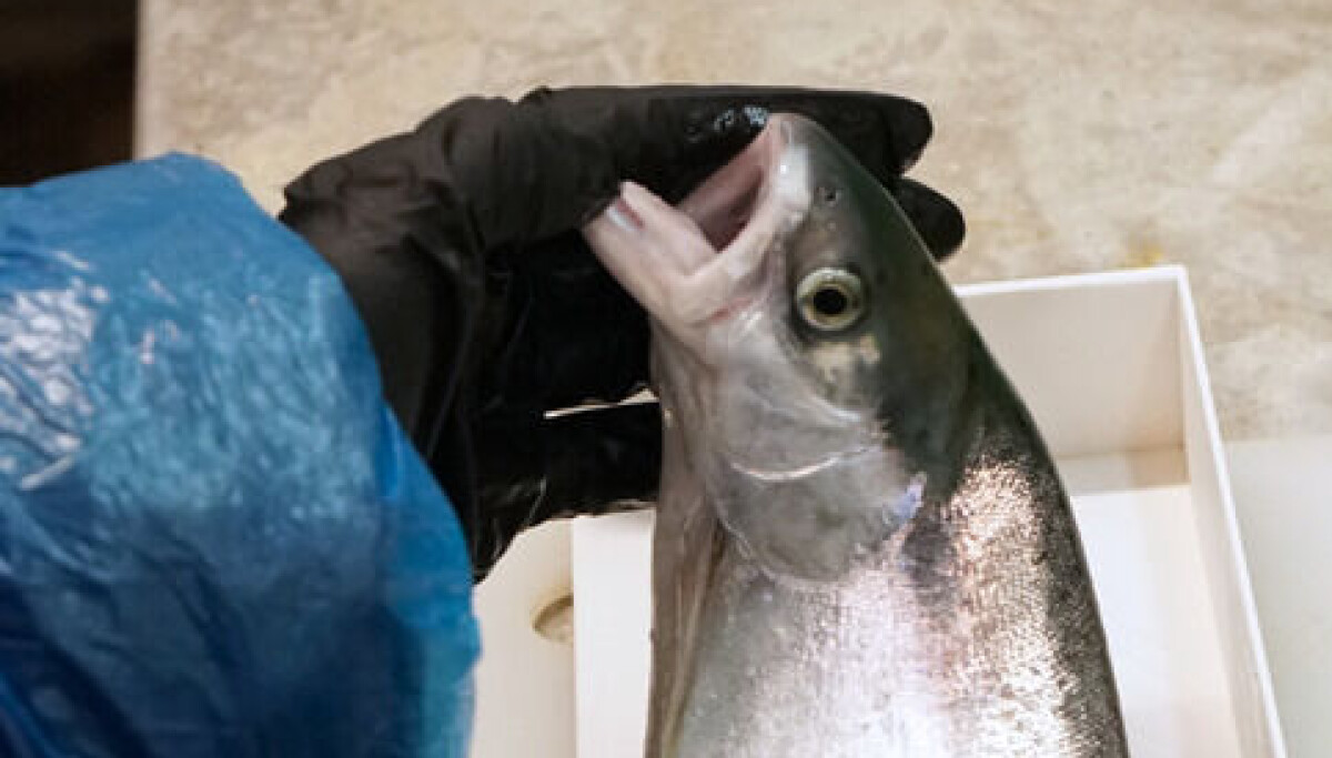 En sånn laks har du aldri sett før