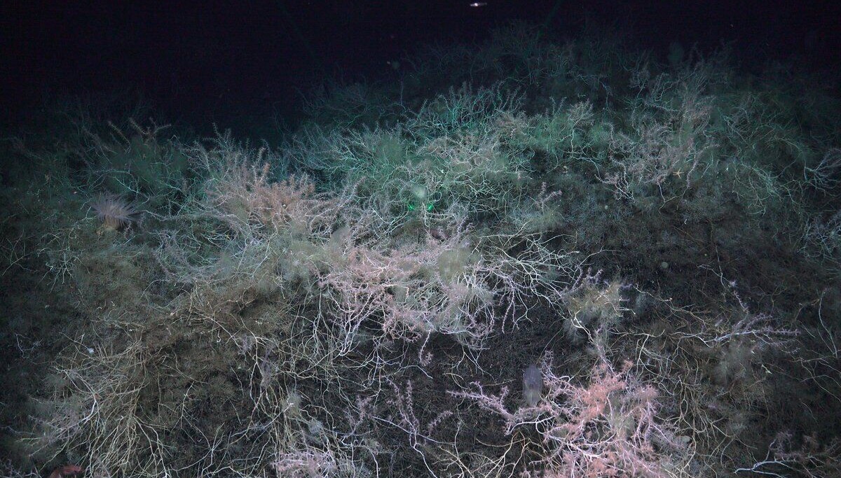 Norskehavet: Truleg funn av verdas første bambuskorallrev