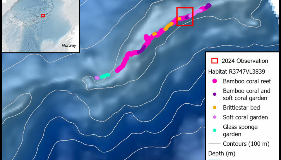 Sterkninga der det nyleg blei observert bambuskorallar. Den raude firkanten markerer området der det var gjort tidlegare observasjonar.