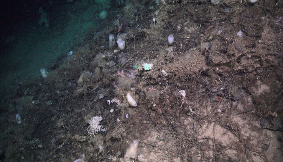 Dei første teikna på bambuskorall-hagen. Kvite glassvampar, kjøttetande svampar, mykkorallar og sekkedyr har slått seg ned på eit teppe av døde bambuskorallar, kjent som korallgrus.