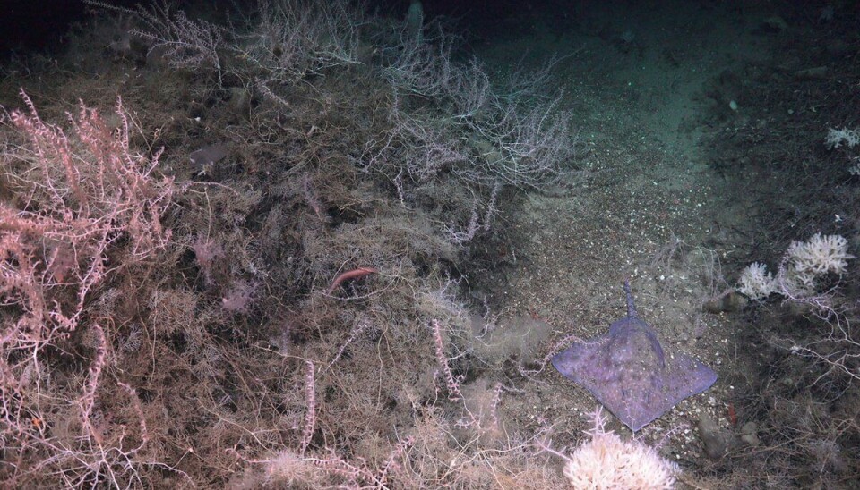 Ein skate (Amblyraja hyperborea) ved sida av ein tett forekomst av bambuskorall.