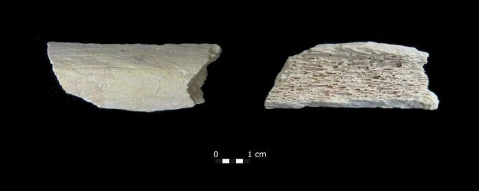 En liten bit med neandertaler-knokkel.