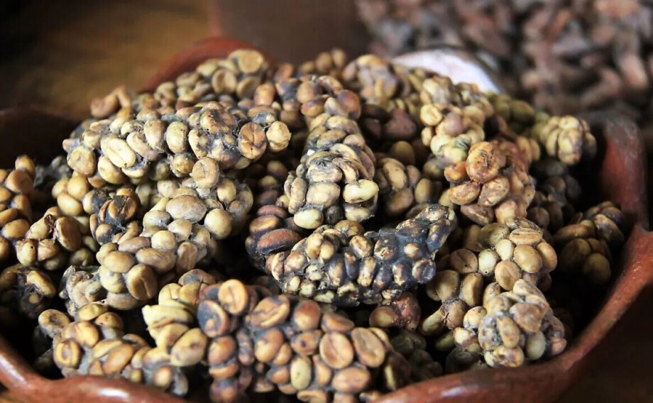 Verdens dyreste kaffe er laget av bæsj – slik forklares den unike smaken