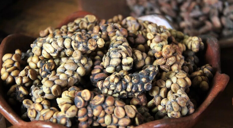 Verdens dyreste kaffe er laget av bæsj – slik forklares den unike smaken