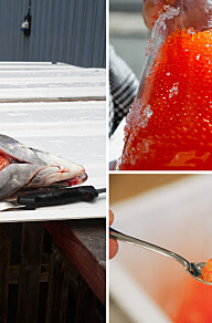 Forskere spiser rogn fra egen forsøksfisk