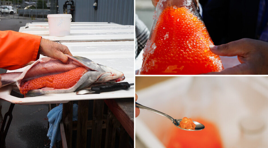 Forskere spiser rogn fra egen forsøksfisk