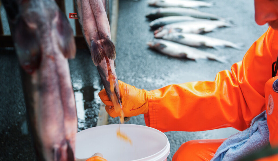 Forskerne hentet pukkellaksrogn fra egen stamme for å lage neste generasjon forsøksfisk.