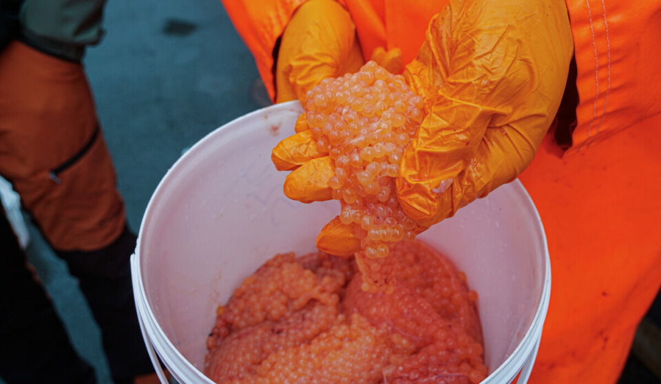 Det ble rikelig med rogn til overs etter strykinga.