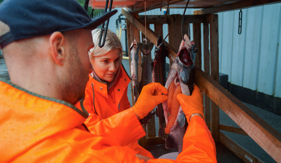 I år ble pukkellaksene to år gamle, og dermed gytemodne.