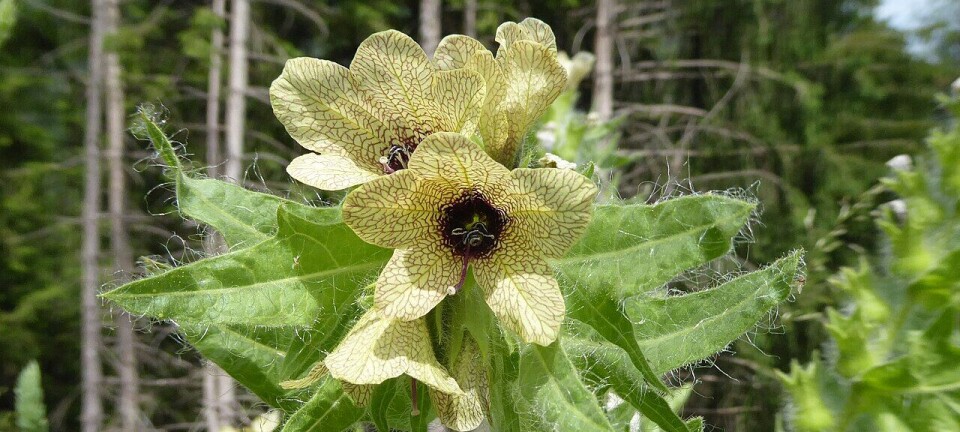 Slik brukte vi planter til å beskytte oss mot det onde