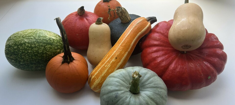 Gresskar er mer enn bare pynt på Halloween