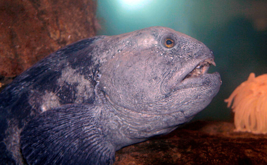 Havforsker: – For verdifull til å egne seg som menneskemat