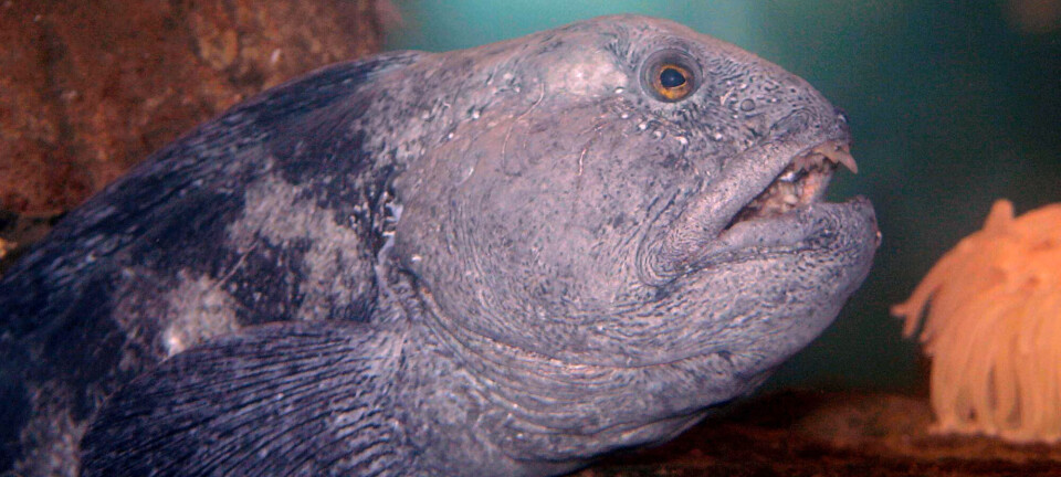 Havforsker: – For verdifull til å egne seg som menneskemat