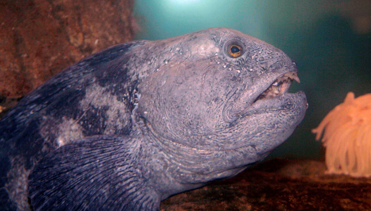 Havforsker: – For verdifull til å egne seg som menneskemat