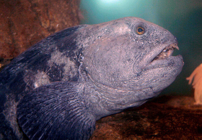 Havforsker: – For verdifull til å egne seg som menneskemat