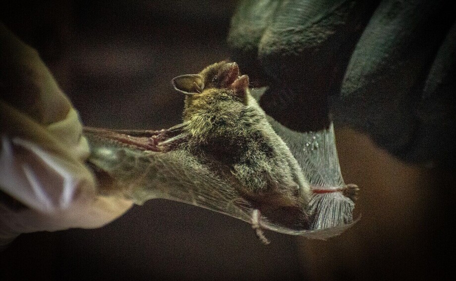 Ingen halloween-spøk: Forskere fant flaggermus som lyste i mørket