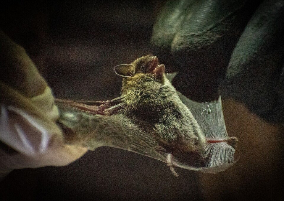 Disse flaggermusene lyser i mørket