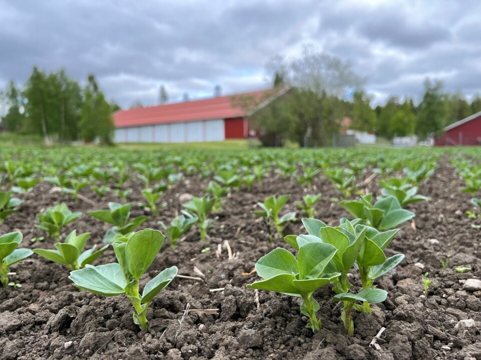 Her spirer de proteinrike åkerbønnene.