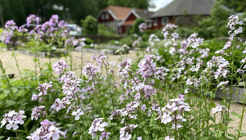 Klosterhagen i UiAs naturmuseum og botaniske hage, som viser et utvalg av 60 nytteplanter som ble dyrket i norske klosterhagen i middelalderen.