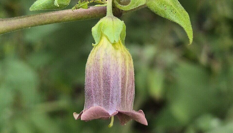 Beladonna er svært giftig, og skal angivelig ha blitt brukt i heksesalver. Plantens virkestoffer brukes i dag blant annet som medisin mot kvalme.